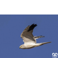 گونه سنقر سفید Pallid Harrier